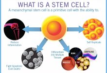 منابع سلول های بنیادی کدامند