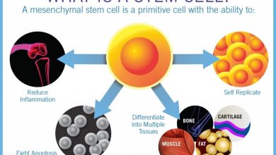 منابع سلول های بنیادی کدامند